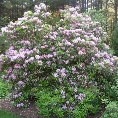 Rosebay Rhododendron Bush Seeds rhododendron Maximum 30 - Etsy