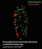 Community Series in Recent Advances in Drosophila Cellular and Humoral ...