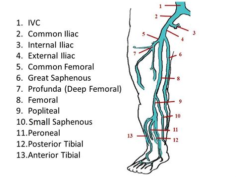 Dvt Lower Extremity Anatomy