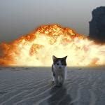 cat explosion - Imgflip