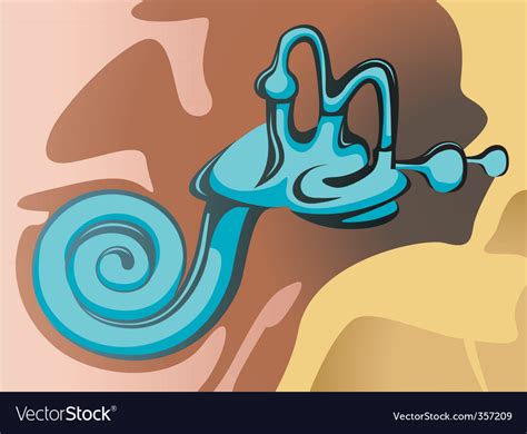 Inner ear Royalty Free Vector Image - VectorStock