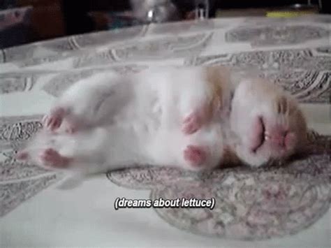 Goodnight Everyone GIF - Sleeping Sleepy GIFs | Say more with Tenor