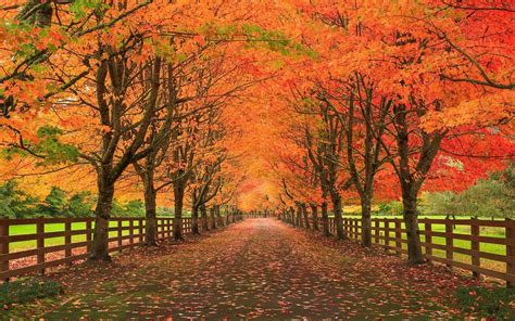 Wallpaper : trees, landscape, fall, leaves, nature, grass, road, branch, fence, autumn, leaf ...