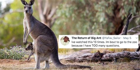 Video Showing What The Inside Of A Kangaroo's Pouch Actually Looks Like Has Twitter Permanently ...