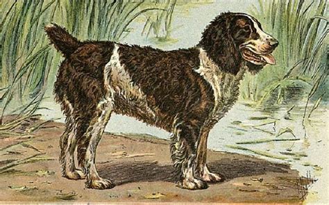 All About English Water Spaniel - Origin, Extinction, Behavior, Puppy and Facts