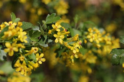 Yellow Flowers Of Golden Currant - Ribes Aureum Stock Photo - Image of flowers, nature: 140474040