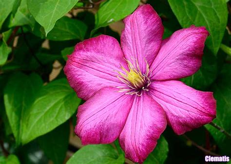 Tall Purple Flowers | Small Purple Flowers | To 25 Purple Flower Names