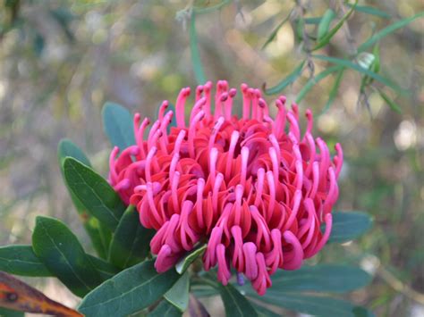 New Waratah (Telopea) Varieties | Gardening With Angus