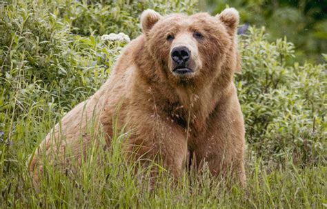 Kodiak Bear Viewing | Larsen Bay Lodge