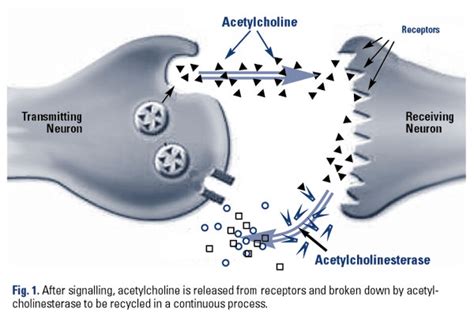 Cholinergic Nootropics - Guest Blog - i3 Mindware IQ App