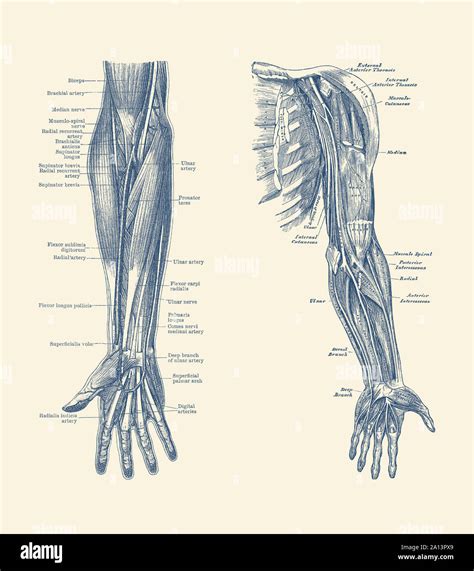 Arm Anatomy