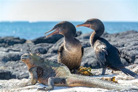 Flightless Cormorants and Marine Igu in 2022 | Galapagos islands ...