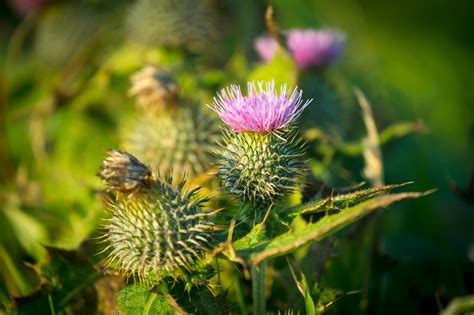 Thistle - National Flower of Scotland | VisitScotland