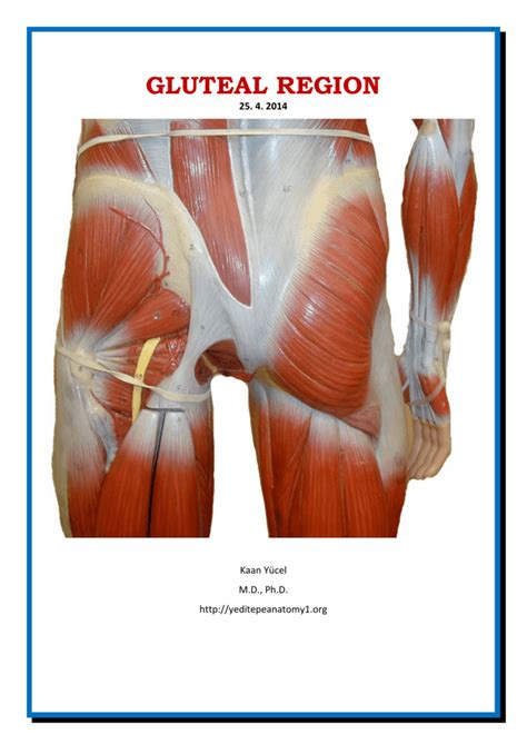 Dr. Kaan Yücel http://yeditepeanatomy1.org Gluteal region