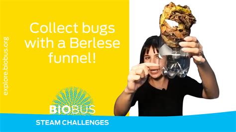 Collect bugs with a Berlese funnel! | BioBus STEAM Challenges