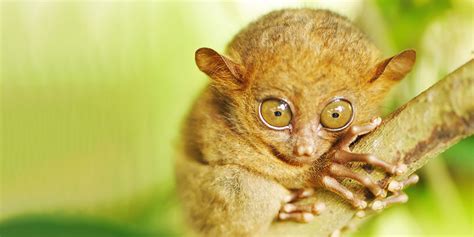 Wildlife Fact Sheet: Tarsier - Rainforest Action Network