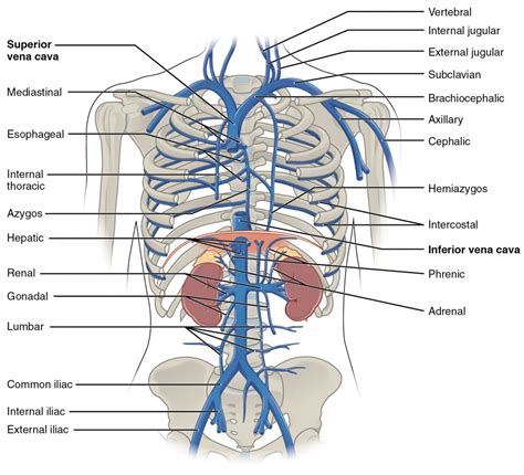 Circulatory Pathways | Anatomy and Physiology II