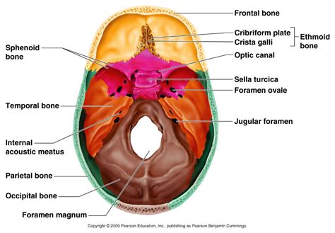 inside of skull labeled - Google Search Skull Labeled, Sphenoid Bone, Vertebral Artery, Basic ...