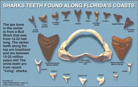 Sharks Teeth found along Florida's Coasts. | Shark teeth, Shark, Mako shark