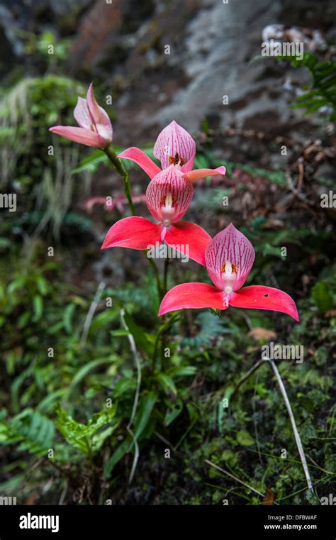 Wild Red Disa Orchid growing on Table Mountain, Cape Town, South Africa Stock Photo - Alamy
