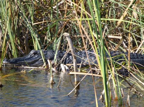 Everglades Alligators: Touring the Everglades on an Airboat Tour