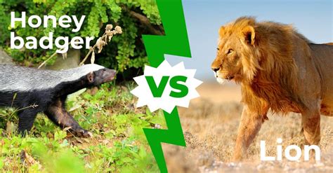 Honey Badger vs Lion: Who Would Win in a Fight? - IMP WORLD