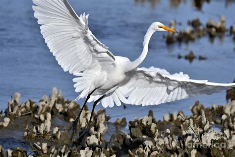 Wing Span Photograph by Julie Adair - Fine Art America