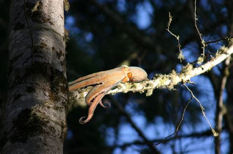 The Pacific Northwest Tree Octopus in repose | in its natura… | Flickr