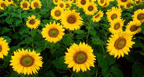 Kansas State Flower - The Sunflower - ProFlowers Blog