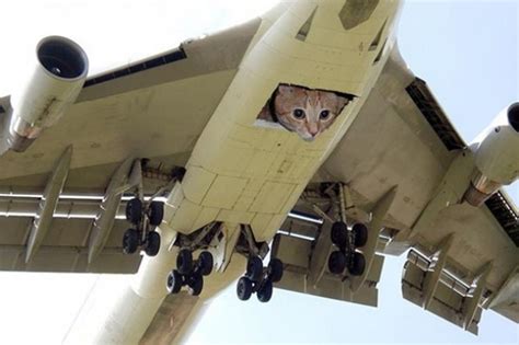 Man Attempts to Board Plane With 19 Cats, Then Abandons Most of Them at Rome Airport ...