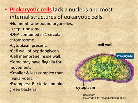 Topic 2.1: Prokaryotic vs. Eukaryotic Cells - High School Biology