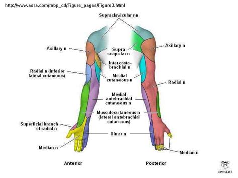 Interscalene Brachial Plexus Block | Brachial, Plexus products, Physical therapy assistant