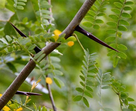 While On A Walk: There Are Thorns, And Then There Are THORNS