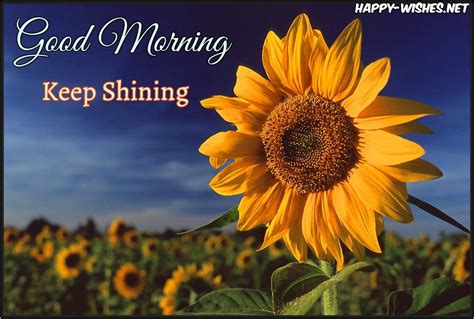 20 Good Morning Wishes With Sunflower - Happy Wishes | Good morning ...