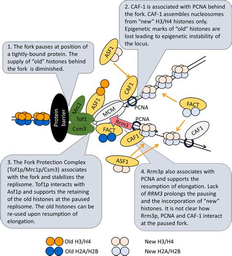 A model for the interaction between histone chaperones, FPC and Rrm3p ...