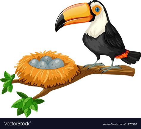 Toucan and eggs in nest Royalty Free Vector Image