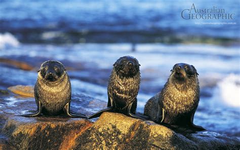 Images of Australia: Fur seal pups - Australian Geographic