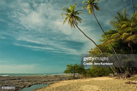 62 Pejibaye Stock Photos, High-Res Pictures, and Images - Getty Images