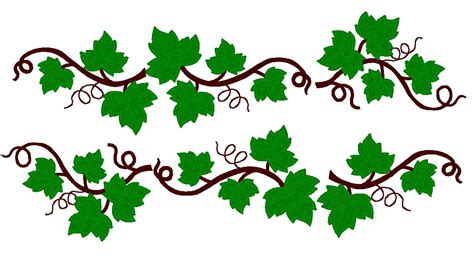 Ivy clipart vine, Ivy vine Transparent FREE for download on ...