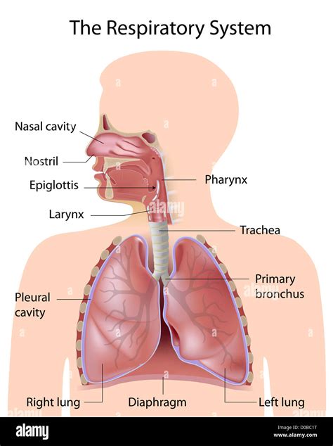 The respiratory system, labeled Stock Photo - Alamy