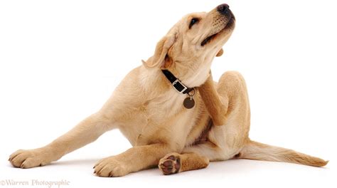 Dog: Yellow Labrador scratching its neck photo WP04253