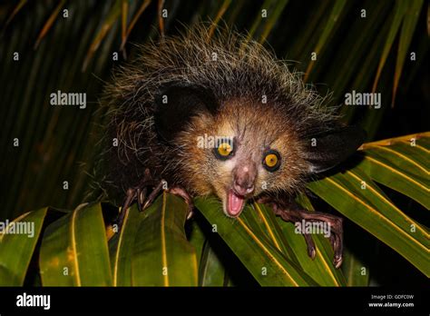 Aye-aye (Daubentonia madagascariensis) on palm leaf, male, Maroantsetra, Toamasina, Tamatave ...