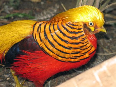 Bird Directory: Golden Pheasant