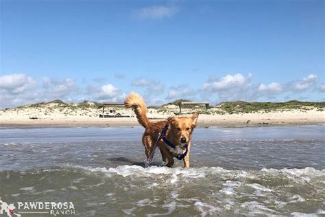 Here's our list of dog friendly beaches | Pawderosa Ranch