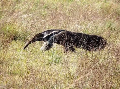 Giant Anteater - Facts, Diet, Habitat & Pictures on Animalia.bio