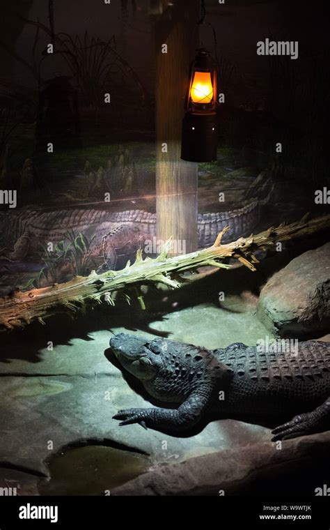 A live alligator on display at Johnny Morris' Wonders of Wildlife National Museum and Aquarium ...