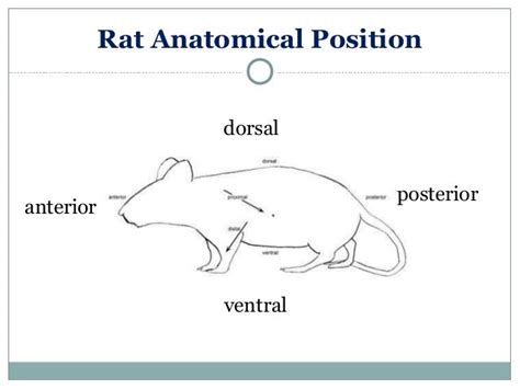 Anatomy & Physiology Lecture Notes - Rat dissection