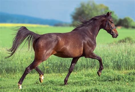 8 Native French Horse Breeds That Are The Jewels of France