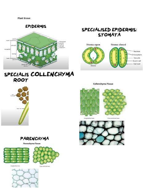 Biology Diagrams | PDF