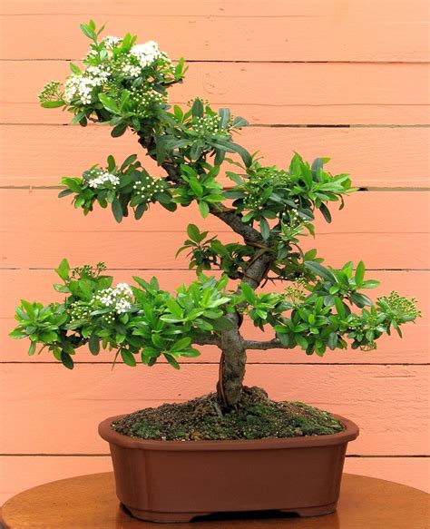 Bonsai Pantheon: Πριν και Μετα.. Bonsai Pyracantha & Buxus